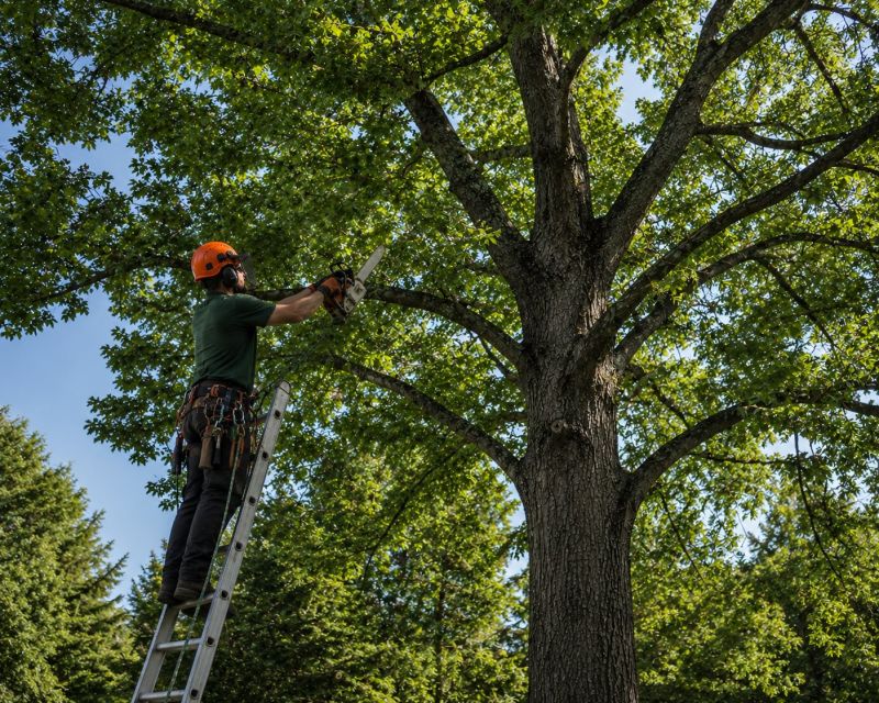 Tree Canopy Thinning in Allentown, PA
