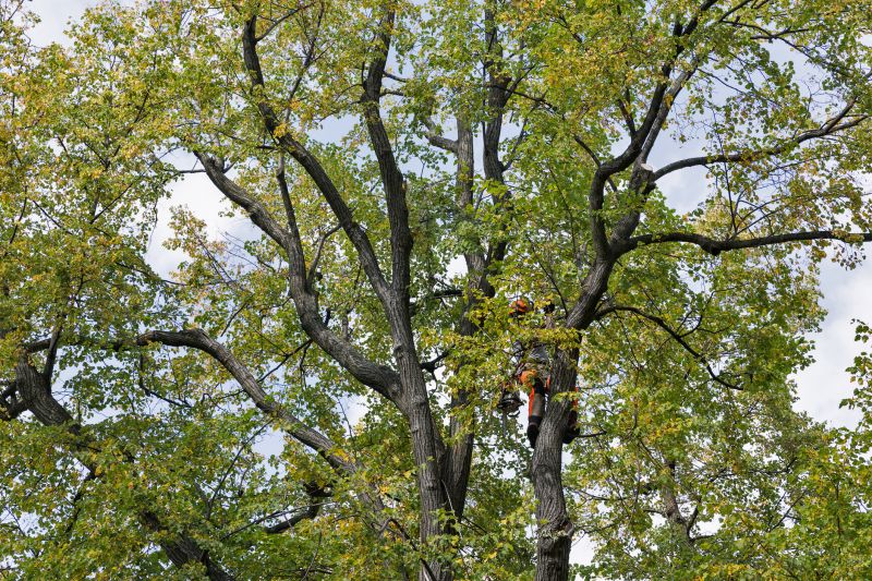 Tree Crown Shaping in Doylestown, PA