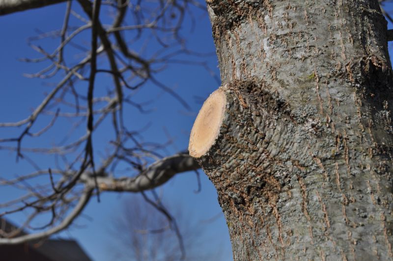 Tree Pruning in Doylestown, PA