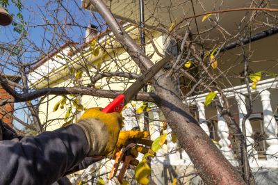 Tree Pruning in Allentown, PA