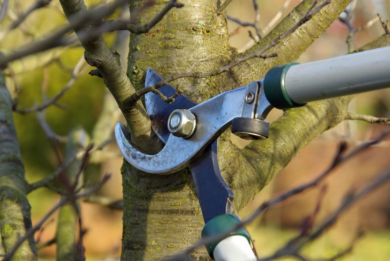 Tree Pruning in San Jose, CA