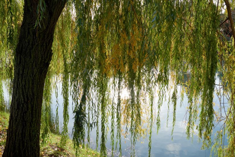 Willow Tree Removal in Reno, NV