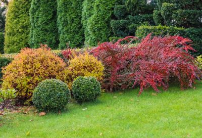 Keep Your Shrubs in Shape!