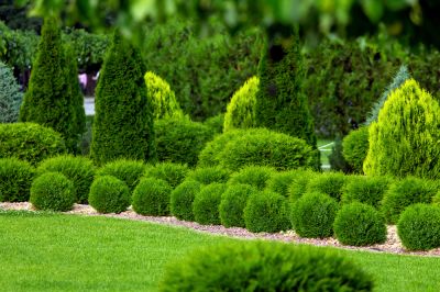 Improve the Health of Your Shrubs with Professional Trimming!
